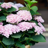 Green boutiQ - Terrasplant - Hortensia - Hydrangea Magical Revolution Pink - Pink - 6-10 Bloemen - 2 Planten - Pot 23cm Hoogte 55cm