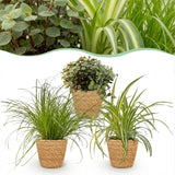 Cyperus - Calissia - Chlorophytum - Mix van 3 - Huisdiervriendelijke Planten - Groen - 3 Planten - met Mand - Pot 12cm - Hoogte 20cm