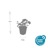 20x Geranium sang. 'Album' - ↕10-25cm - Ø9cm