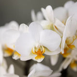 Kolibri Orchids | Witte Phalaenopsis Orchidee - Blossom Lausanne in Allure Shiny Sierpot Goud met Giftbox - Ø9 cm