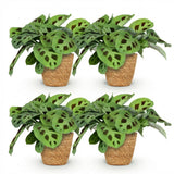 Maranta Fascinator Kerchoveana - Zebraplant - Huisdiervriendelijke Plant - Groen - 4 Planten - met Mand - Pot 12cm - Hoogte 25cm