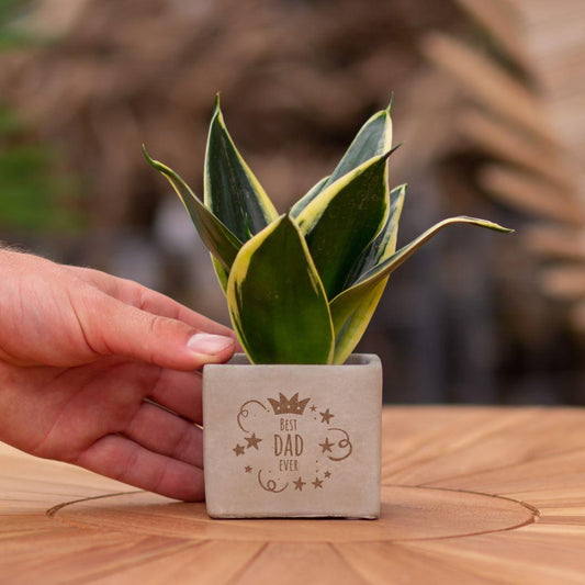 Congreet plantpots + Sansevieria | Best dad ever