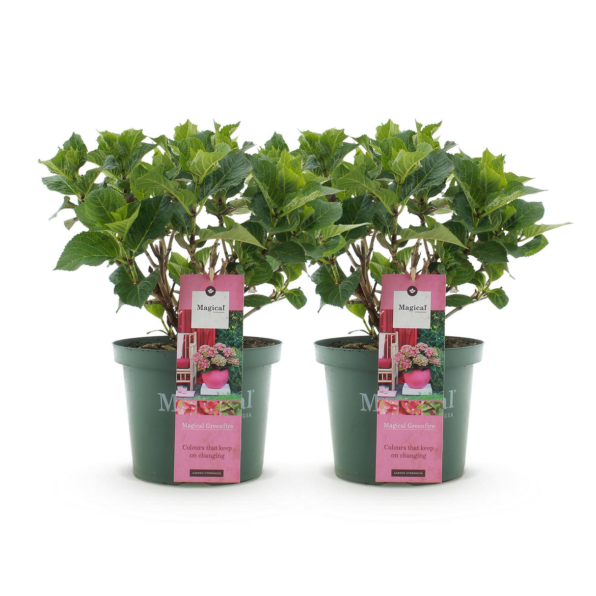 Green boutiQ - Terrasplant - Hortensia - Hydrangea Magical Green Fire - Roze Groen - 6-10 Bloemen - 2 Planten - Pot 23cm Hoogte 55cm