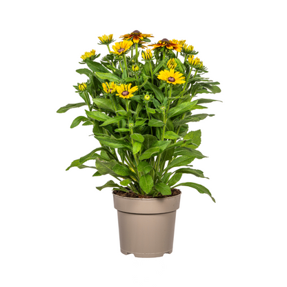 Rudbeckia Summerina Ø19cm - ↕45 - 60cm