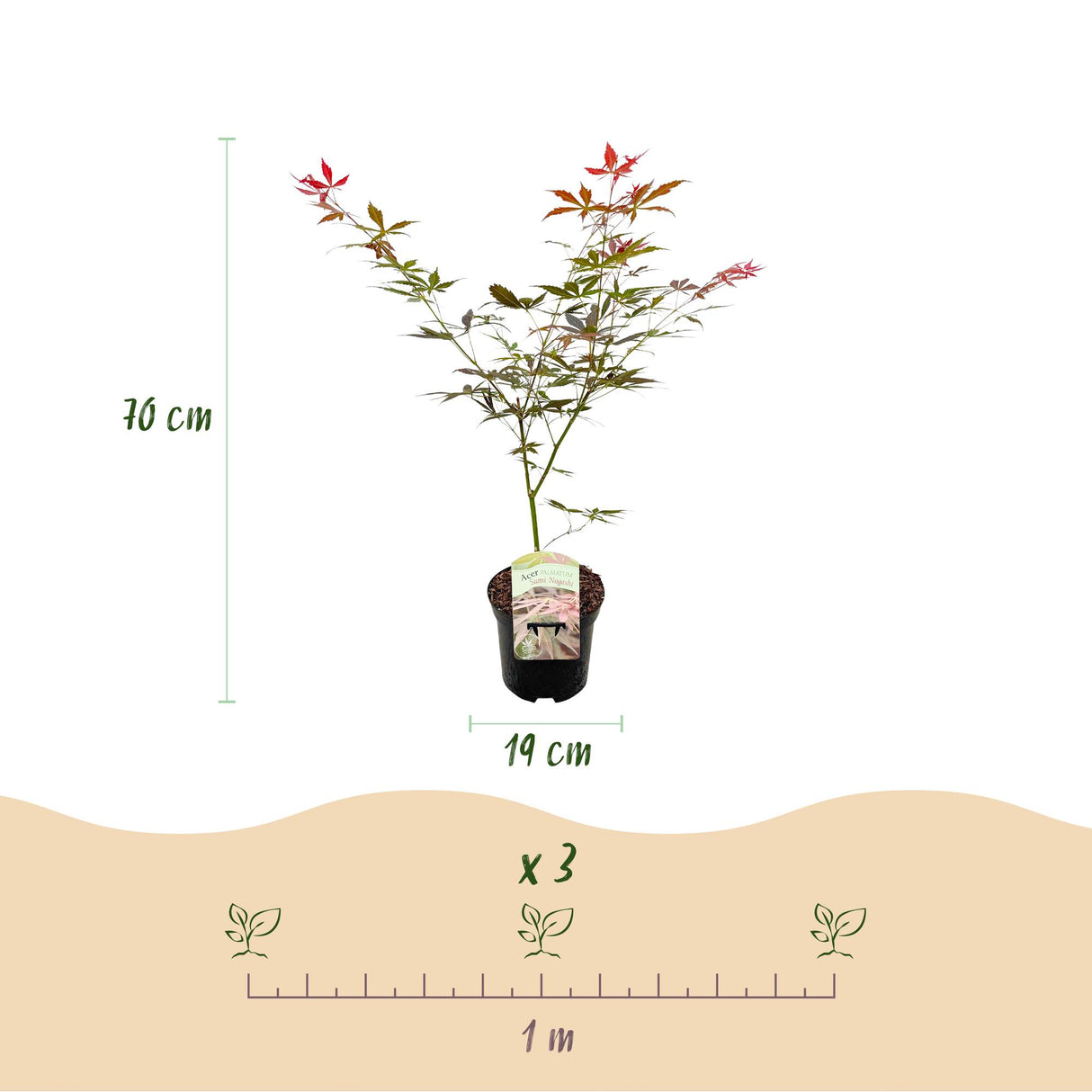 Green boutiQ - Terrasplant - Japanse Esdoorn - Acer palmatum Sumi-nagashi - Rood - 2 Planten - Bladverliezend - Pot 19cm Hoogte 70cm