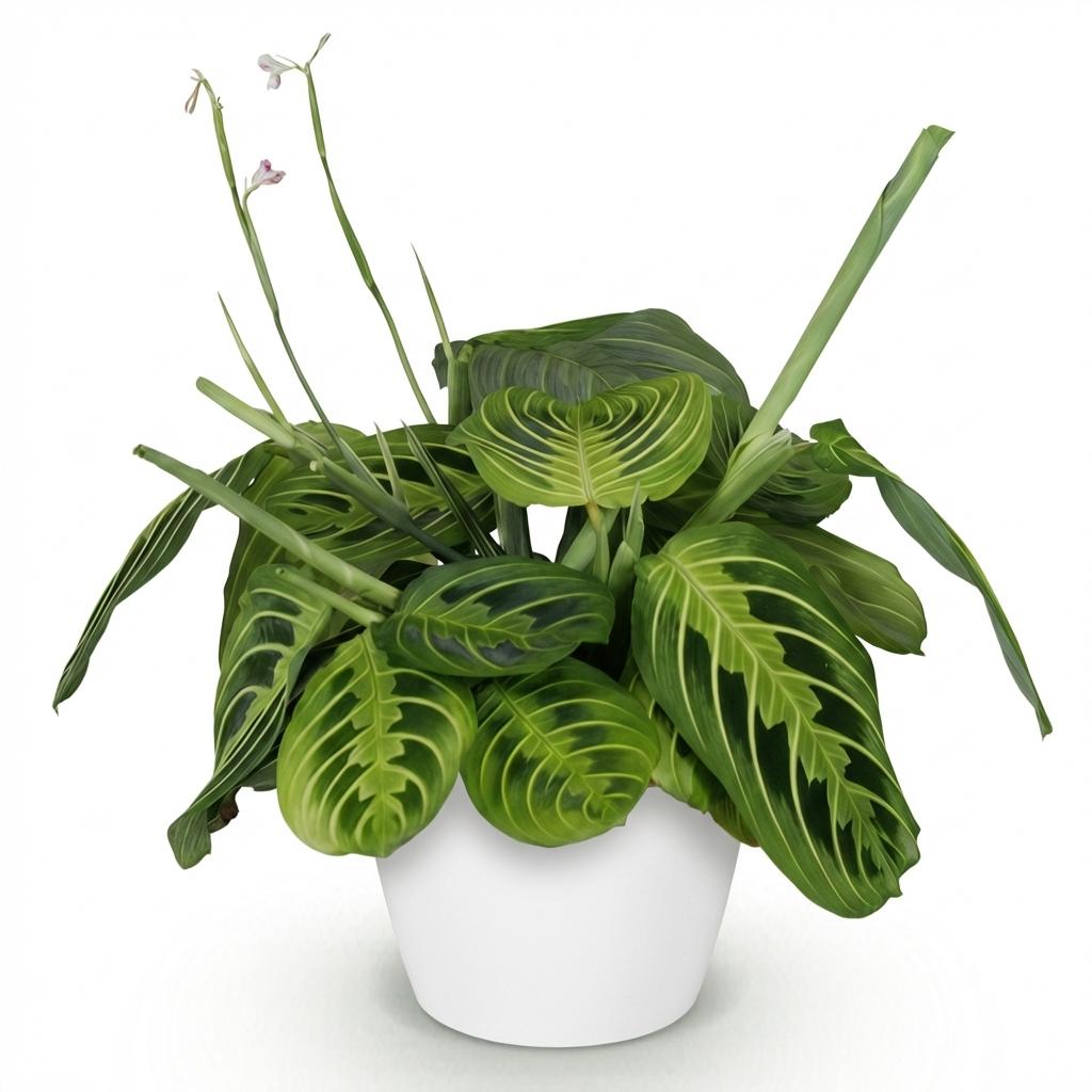 Maranta Fascinator Lemon Lime - Gebedsplant - Huisdiervriendelijke Plant - Groen - 1 Plant - met Potter Wit - Pot 12cm - Hoogte 25cm