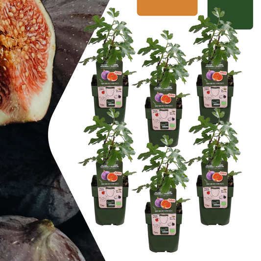 6 x Biologische Vijgenbomen - ↕20 cm - Ø 13 cm