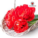 Bulbes de tulipes Bombastic Red – 20 pièces | KH Bloembollen® | Tulipe pivoine rouge – Double floraison & Luxe – Pour jardin ou pot – Taille 11/12 – Frais du producteur !