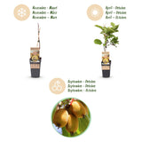 Fruitplant - Actinidia Weiki & Golden Kiwi - Kiwiplant - 1 Mannelijke - 3 Vrouwelijke - Planten - Geel - Pot 15cm - Hoogte 50cm