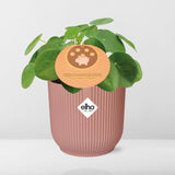 Mother's Day - Pilea Peperomioides 12cm in ELHO Vibes Fold 14cm roze