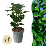 Green boutiQ - Haagplanten - Prunus laurocerasus Novita - blad groen - 8 planten - 1 strekkende meter - groenblijvend - pot 9cm hoogte 30-35cm