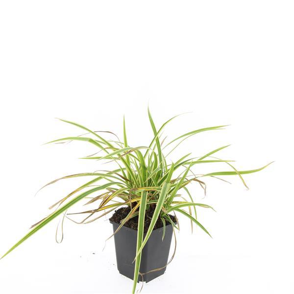 48x Carex morrowii 'Aureovariegata'  - ↕10-25cm - Ø9cm