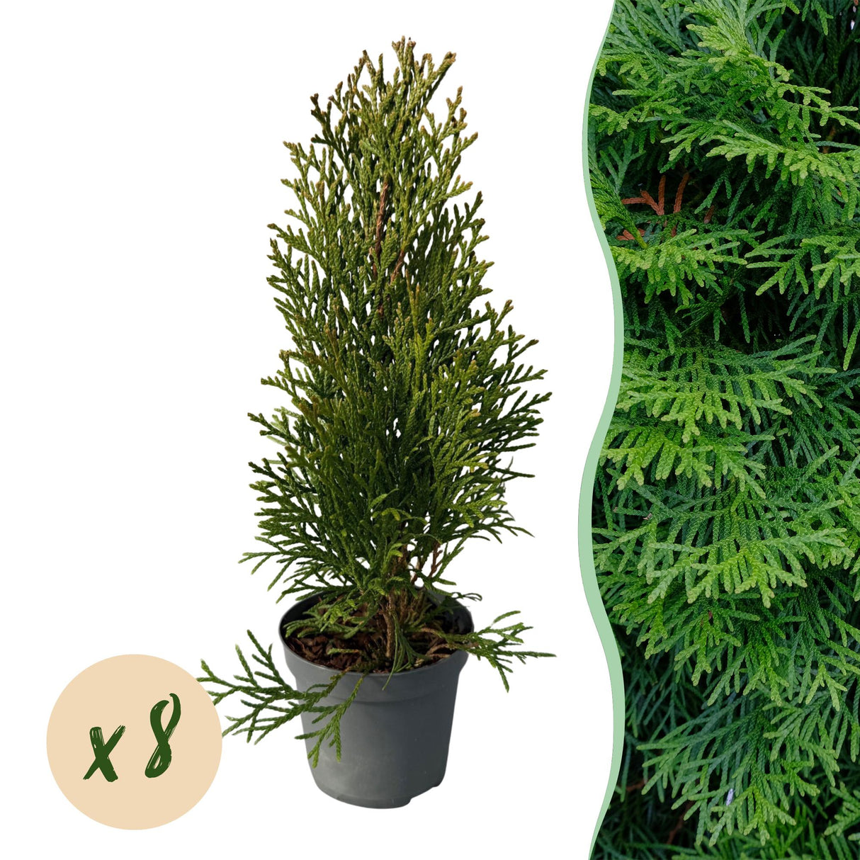 Green boutiQ - Haagplanten - Thuja occidentalis Smaragd - blad groen - 8 planten - 1 strekkende meter - groenblijvend - pot 9cm hoogte 30-35cm