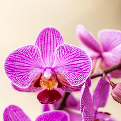 Kolibri Orchids - Surprise box mix - planten voordeel box - verrassingsbox met 2 verschillende orchideeën Ø9cm - vers van de kweker