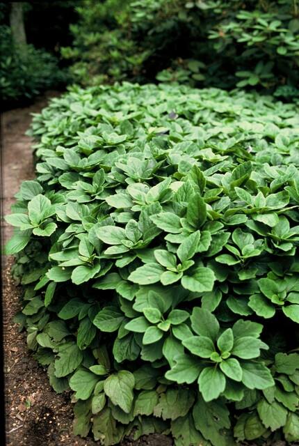 24x Pachysandra terminalis - ↕10-25cm - Ø9cm