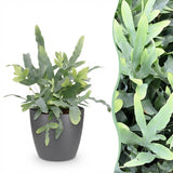 Phlebodium aureum Blue Star - Blauwe Varen - Huisdiervriendelijke Plant - Blauw - 1 Plant - met Potter Grijs - Pot 12cm - Hoogte 25cm