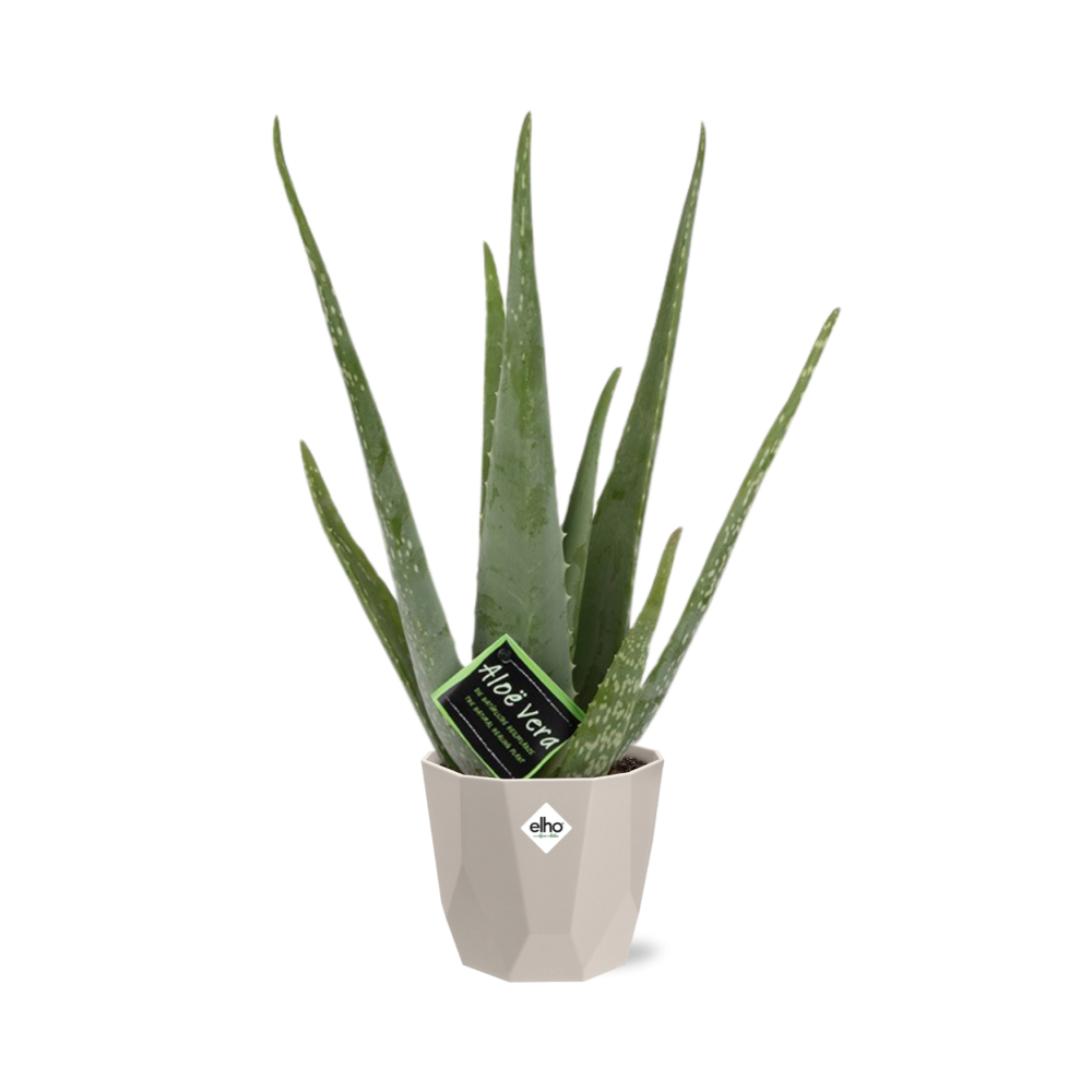 Aloe Vera 12cm in ELHO b.for rock 14 cm warm grey
