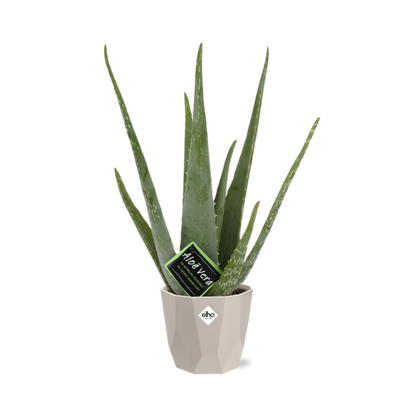 Aloe Vera 12cm in ELHO b.for rock 14 cm warm grey