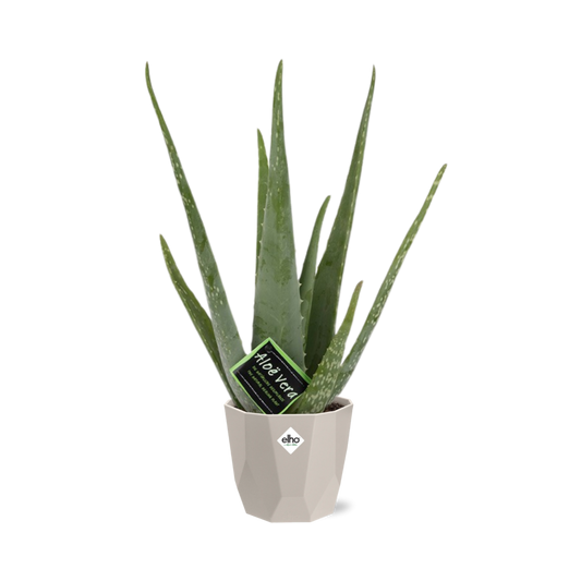Aloe Vera 12cm in ELHO b.for rock 14 cm warm grey