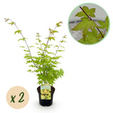 Green boutiQ - Terrasplant - Japanse Esdoorn - Acer palmatum Summergold - Geel - 2 Planten - Bladverliezend - Pot 19cm Hoogte 70cm