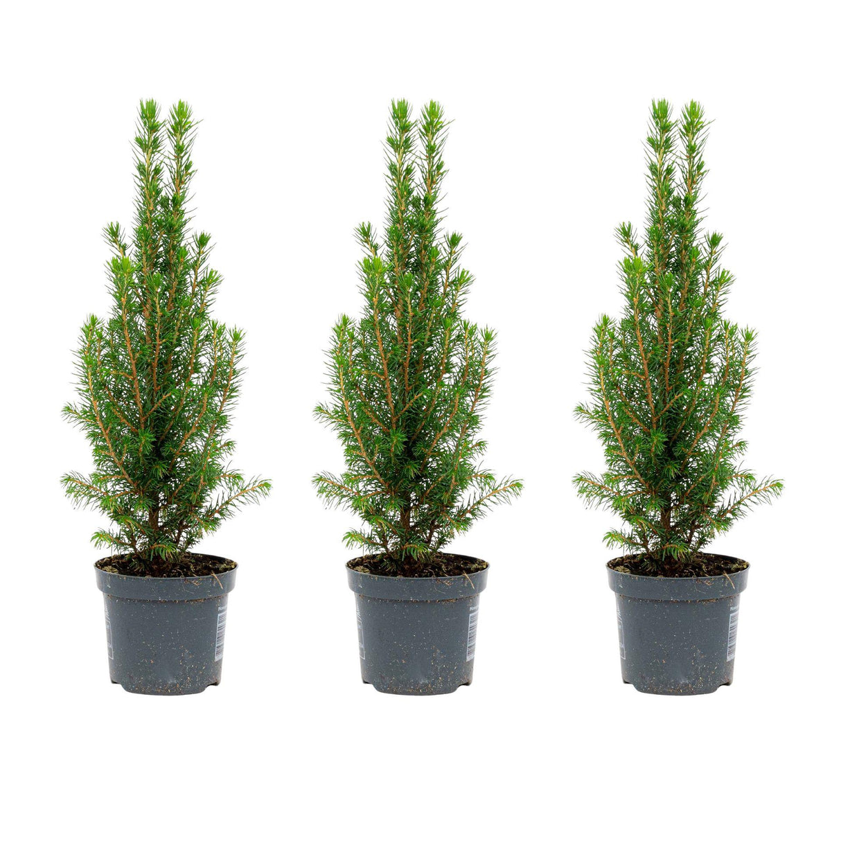 3x Mini Christmas Tree - Picea Glauca Perfecta - 25-30 cm