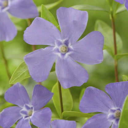 48x Vinca minor - ↕10-25cm - Ø9cm