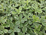 24x Pachysandra term. 'Variegata' - ↕10-25cm - Ø9cm