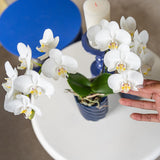 Kolibri Orchids | witte Phalaenopsis orchidee potmaat Ø9cm | Amabilis | bloeiende kamerplant - vers van de kweker