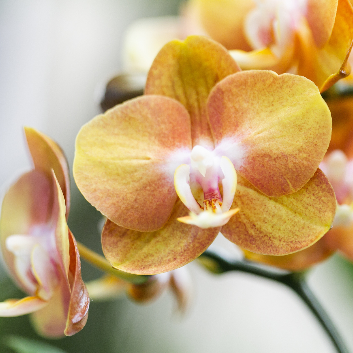 Kolibri Orchids | Oranje phalaenopsis orchidee Las Vegas in cognac kleurige Glazed sierpot - potmaat Ø12cm
