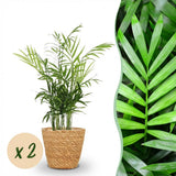 Chamaedorea elegans - Goudpalm - Huisdiervriendelijke Plant - Groen - 2 Planten - met Mand - Pot 12cm - Hoogte 15cm