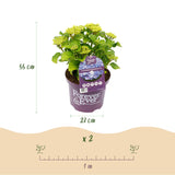 Hortensia - Hydrangea Forever & Ever - Blauw - 7-12 Bloemen - Pot 23cm Hoogte 55cm