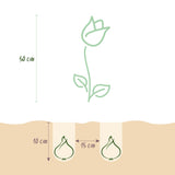 Green boutiQ - Bloembollen - Tulp Triumph Red - Kleur Rood - 15 stuks - Bolmaat 11/12 - XXL Pack