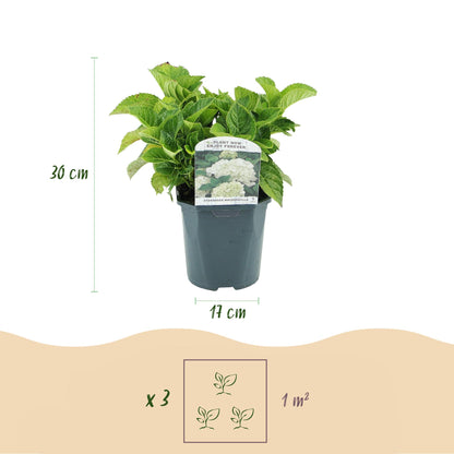 Green boutiQ - Hortensia - Hydrangea macrophylla Blue - Bloem Wit - 1 Plant - Bladverliezend - Weinig Onderhoud - Pot 17cm Hoogte 30cm
