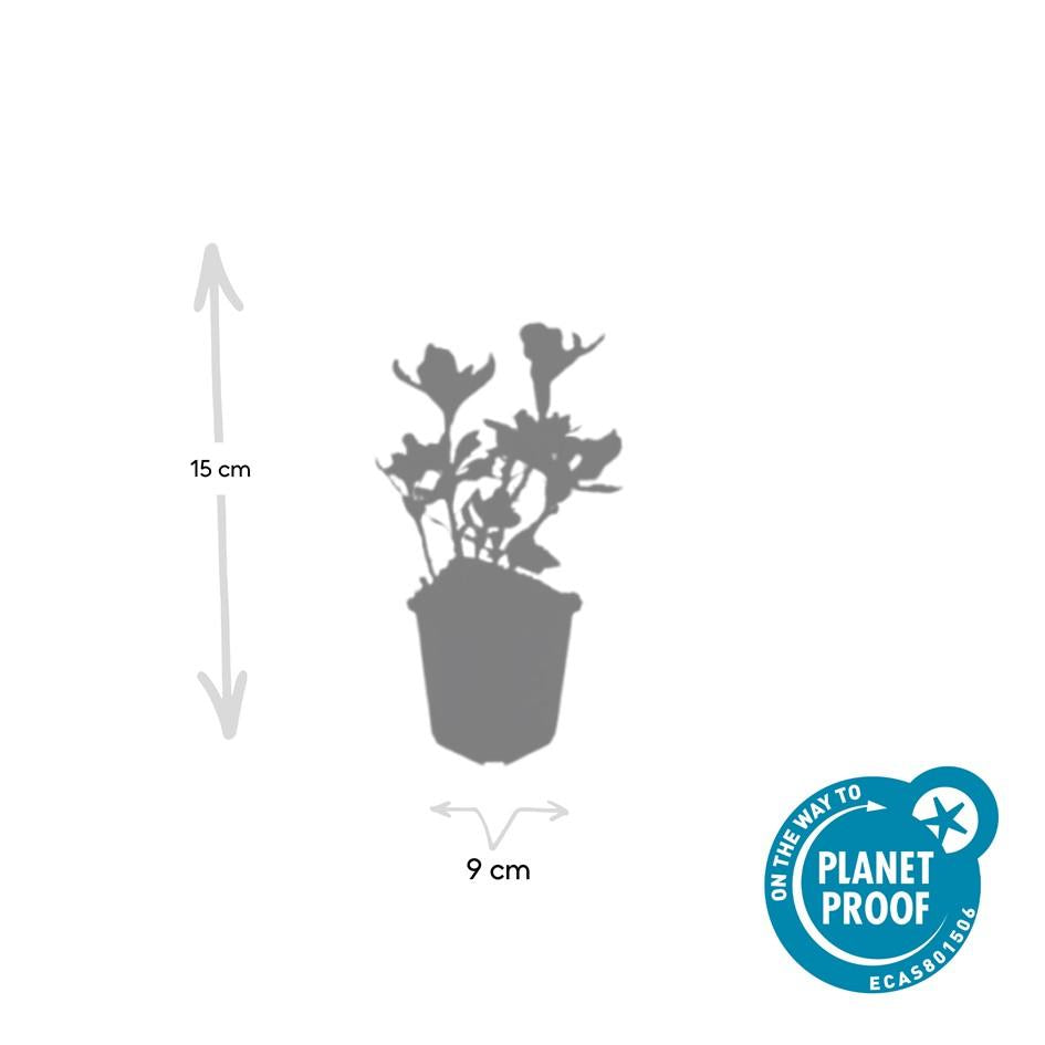 12x Pachysandra term. 'Variegata' - ↕10-25cm - Ø9cm