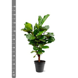 Ficus Lyrata ramifié - 140-160cm - ø 27-30cm
