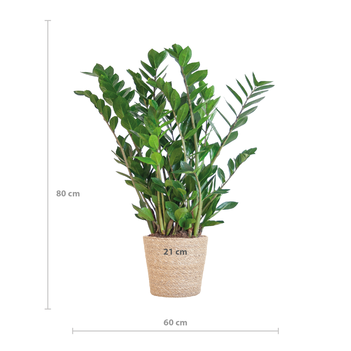 Zamioculcas Zamiifolia mit Sofia Korb natur - 80cm - Ø21