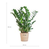 Zamioculcas Zamiifolia mit Sofia Korb natur - 80cm - Ø21