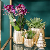 Kolibri Orchids | Roze paarse Phalaenopsis orchidee - El Salvador + Luxury gouden sierpot - potmaat Ø9cm - 35cm hoog | bloeiende kamerplant - vers van de kweker