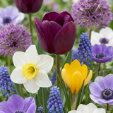 500x Bulb Garden Mix - Bollentuinmix - Diversen - Zomerbloeier - Bolmaat 10/12