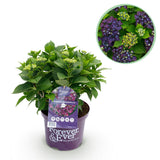 Hortensia - Hydrangea Forever & Ever - Paars - 7-12 Bloemen - Pot 23cm Hoogte 55cm