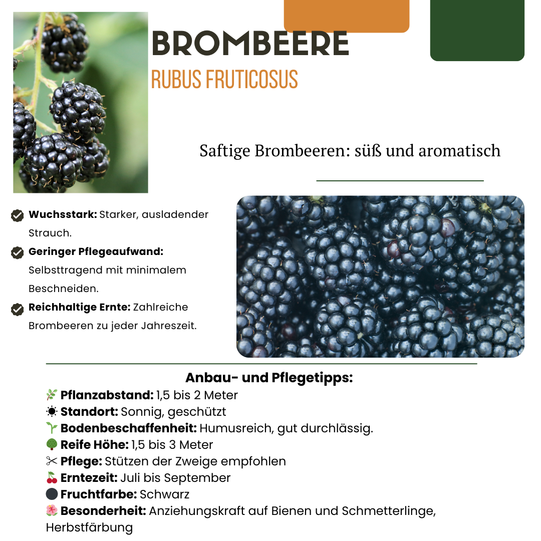 3 x Biologische bramenplanten - ↕20 cm - Ø 13 cm