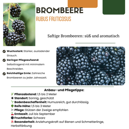 3 x Biologische bramenplanten - ↕20 cm - Ø 13 cm