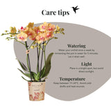 Kolibri Orchids | oranje Phalaenopsis orchidee potmaat Ø9cm | Jamaica | bloeiende kamerplant - vers van de kweker