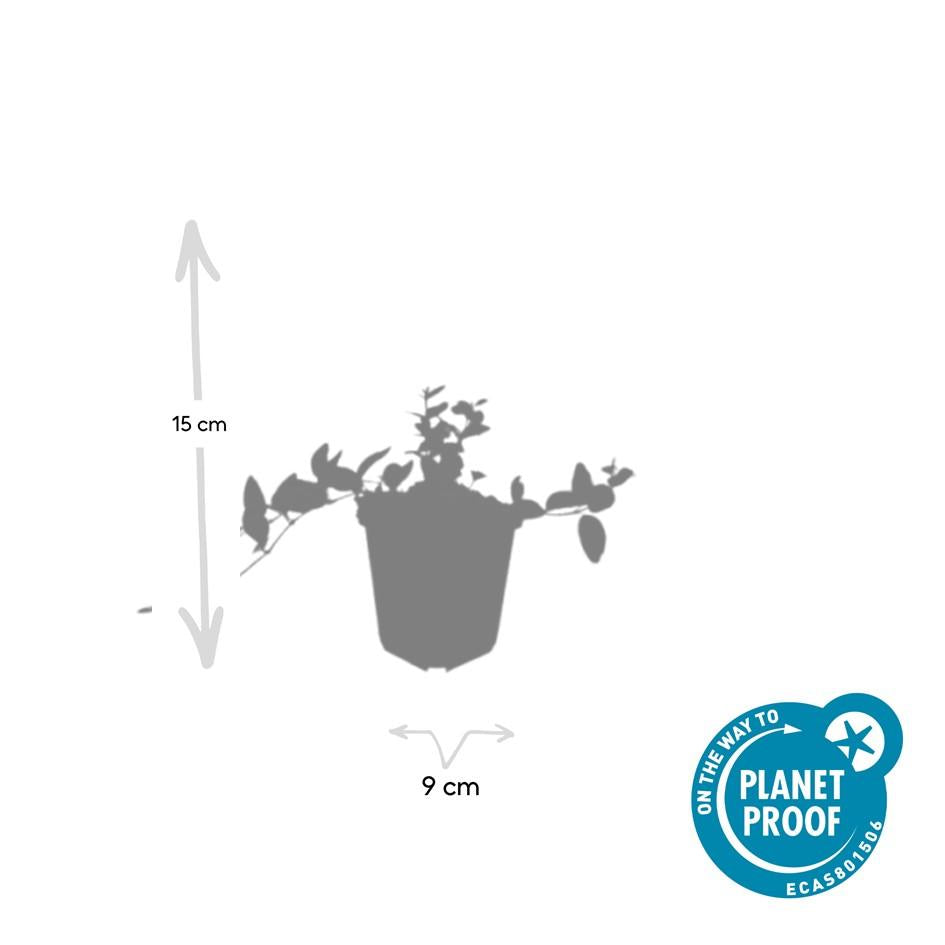 60x Vinca minor 'Ralph Shugert' - ↕10-25cm - Ø9cm