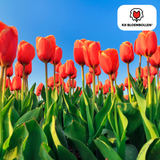 Tulpenbollen Dafeng – 20 Stuks | KH Bloembollen® | Oranje Tulp – Grootbloemig & Elegant – Voor Tuin of Pot – Maat 11/12 – Vers van de Teler!