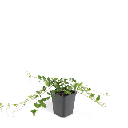 24x Vinca minor 'Alba' - ↕10-25cm - Ø9cm