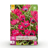 Green boutiQ - Blumenzwiebeln - Tulpe Little Beauty - Farbe Dunkelrosa - 25 Stück - Zwiebelgröße 6/7 - XXL Pack