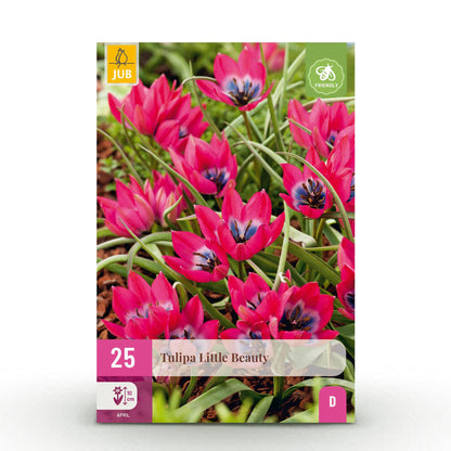 Green boutiQ - Bloembollen - Tulp Little Beauty - Kleur Donker Roze - 25 stuks - Bolmaat 6/7 - XXL Pack