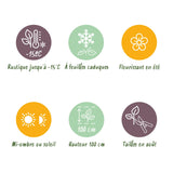 Green boutiQ - Terrasplant - Hortensia - Hydrangea Magical Green Fire - Roze Groen - 6-10 Bloemen - 2 Planten - Pot 23cm Hoogte 55cm