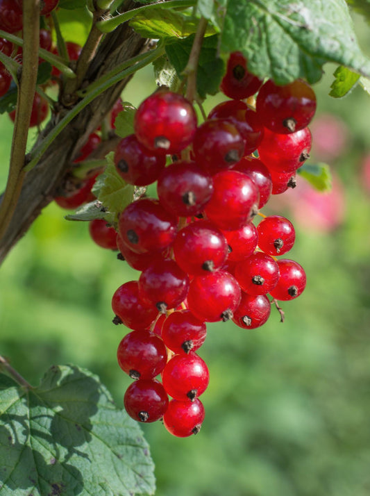 Ribes rubrum 'Jonkheer van Tets' - Aalbes - ↕45cm - Ø13cm